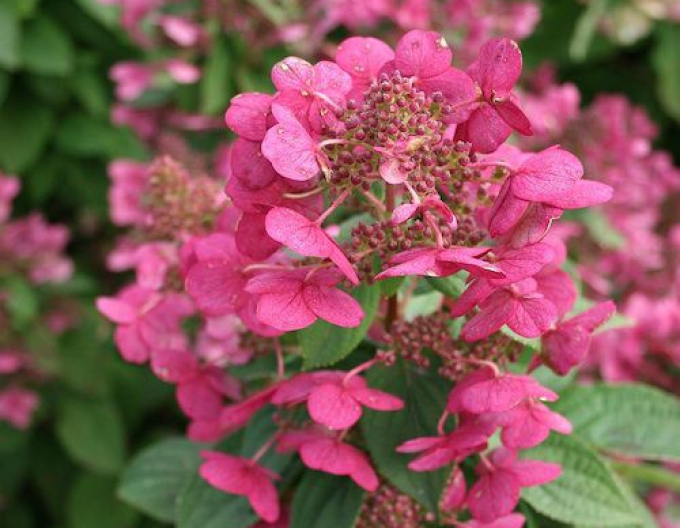 Hortensie Magisches Feuer