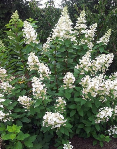 Hortensie Pee Wee