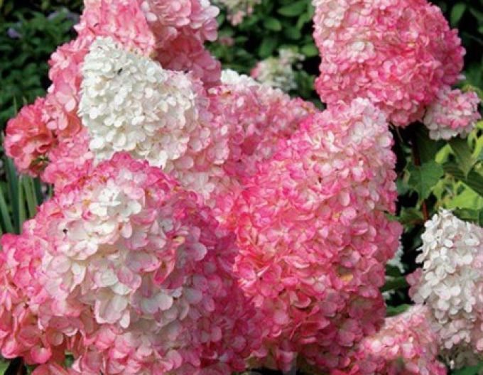 Hortensie Pink Lady