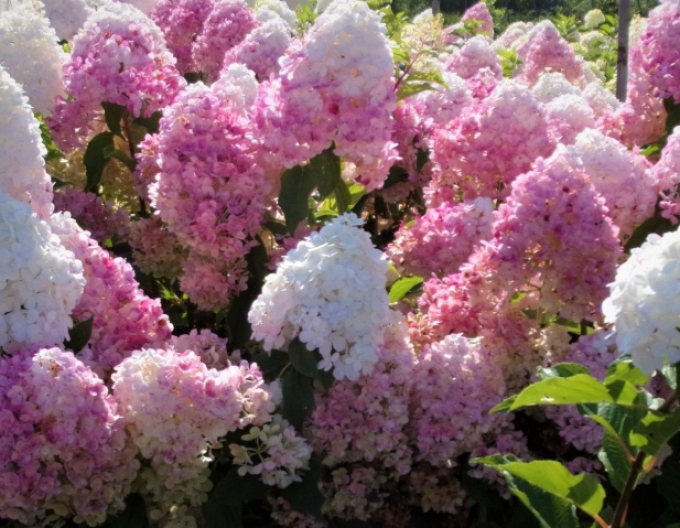 Hortensie Pink Lady
