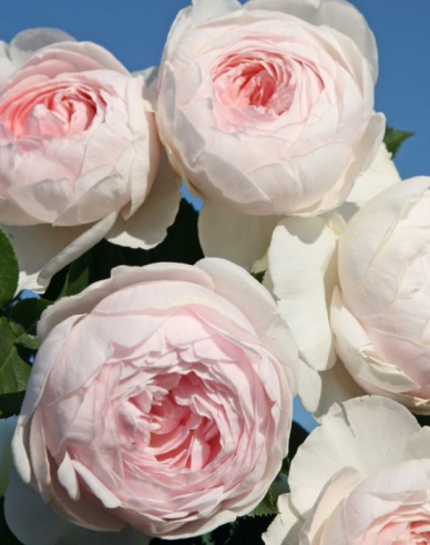 Rose Herzogin Christiana