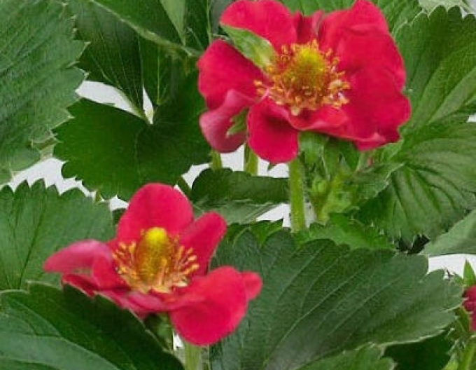 Erdbeere Ariba Red mehrjährig