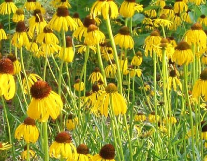 Echinacea Paradoxa