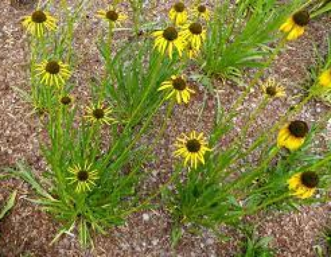 Echinacea Paradoxa