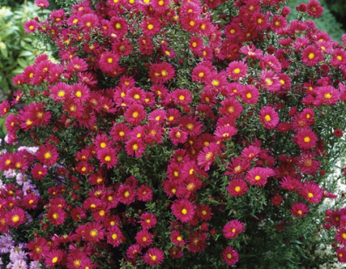 Astra novi-belgiiCrimson Brocade