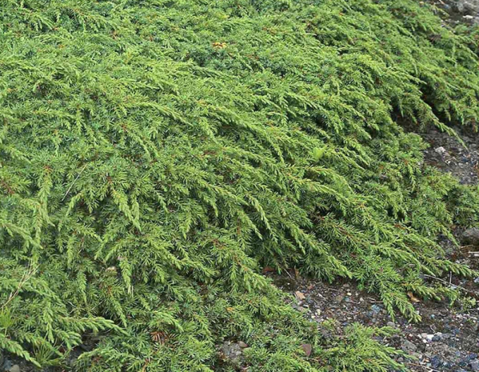 Wacholder Grüner Teppich