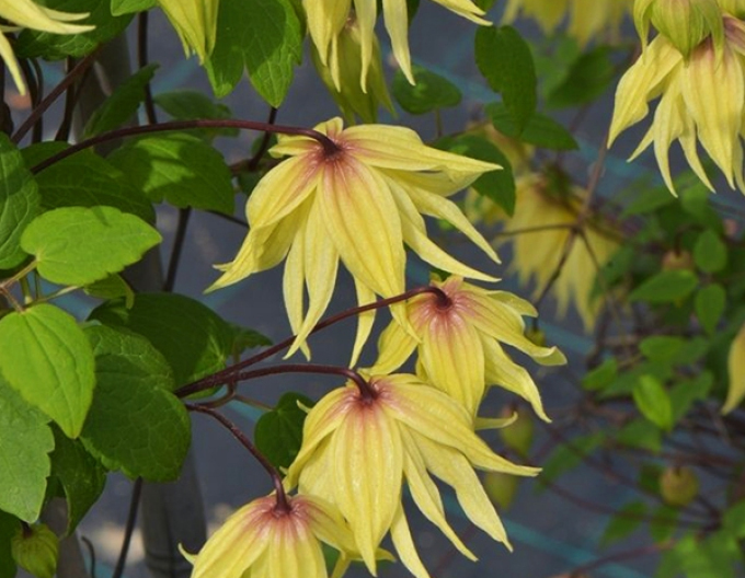 Clematis Goldener Traum