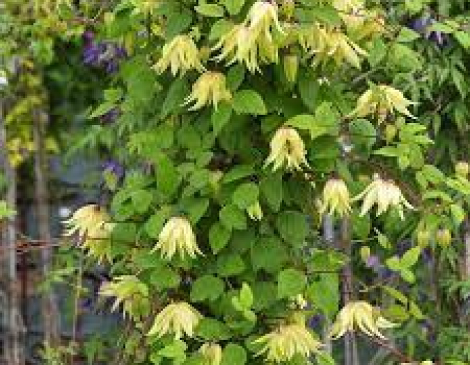 Clematis Goldener Traum