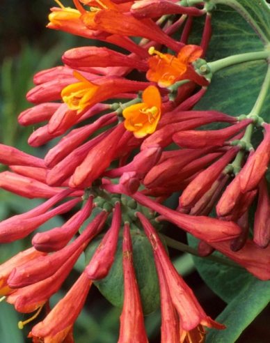 Geißschlinge Dropmore Scarlet