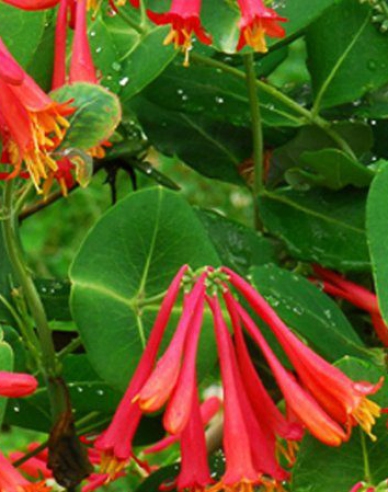 Geißschlinge Dropmore Scarlet
