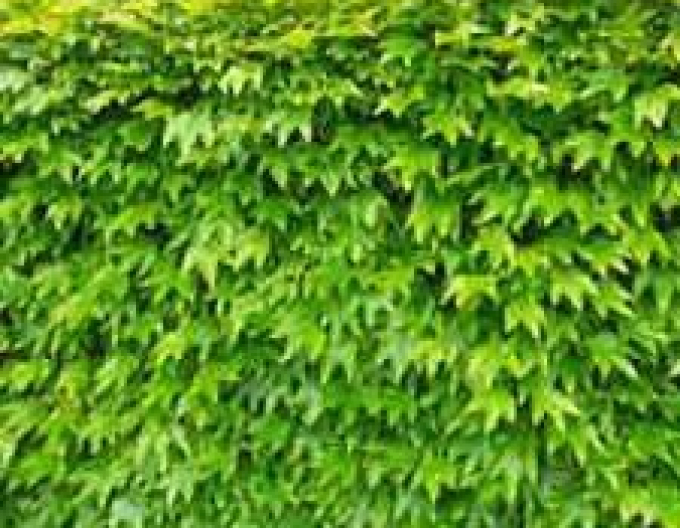 Pavian-Dreiblatt Green Spring