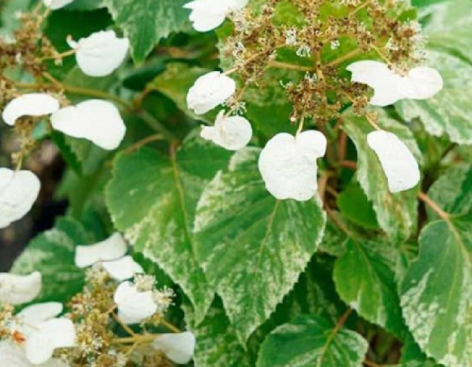 Schizophragma hydrangeoides Burst of Light
