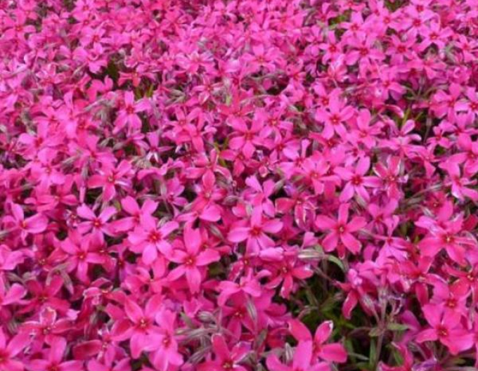 Flammenblume Atropurpurea