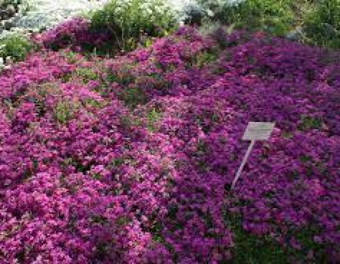 Flammenblume Atropurpurea