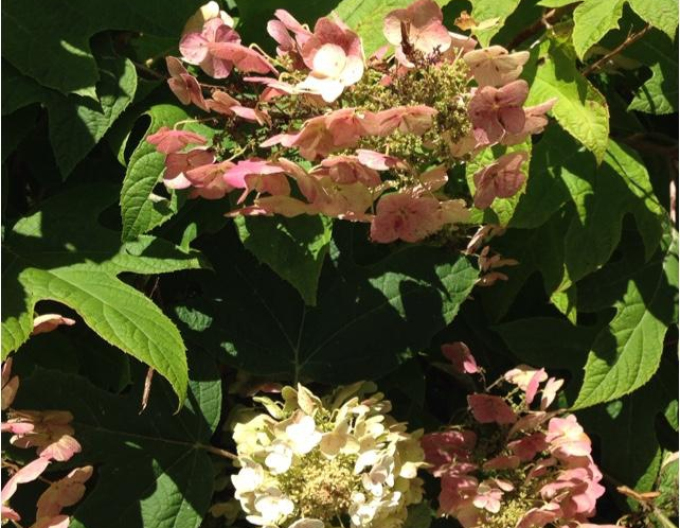 Zweikeimblättrige Hortensie