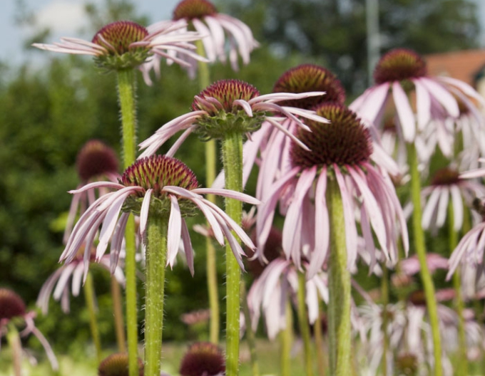 Echinacea Pallida