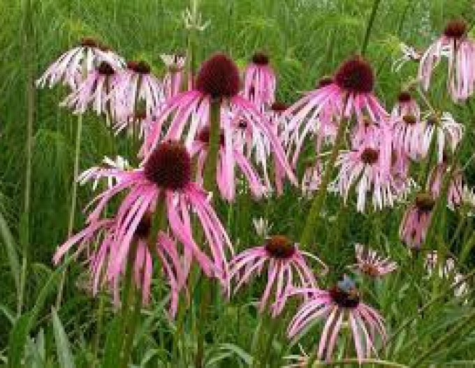 Echinacea Pallida