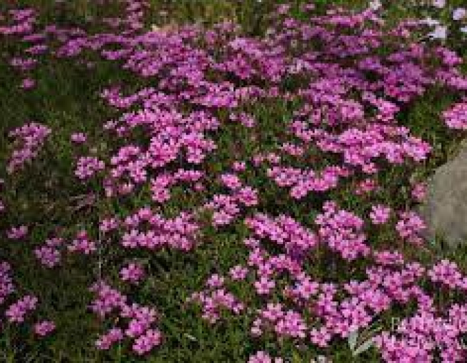 Flammenblume Zwergenteppich