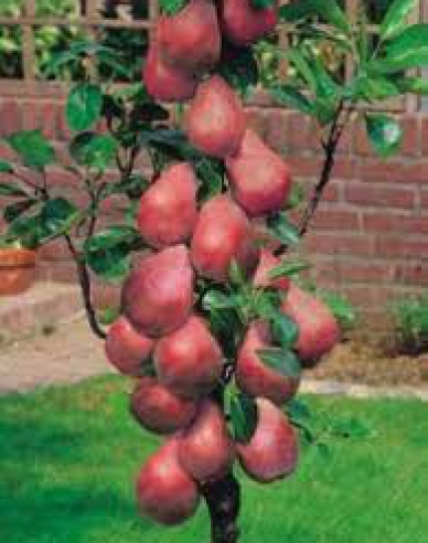 Säulenbirne Decora, auf Quitte, Cont. 5l