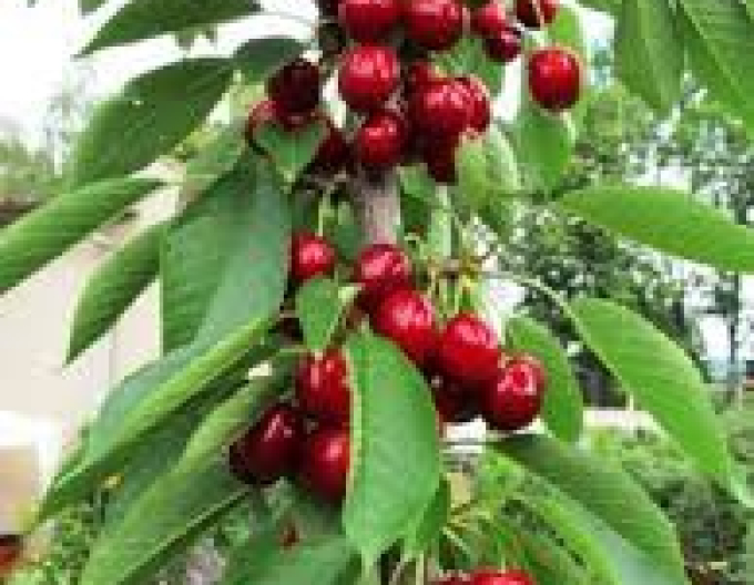 Kirsche-Erdbeere