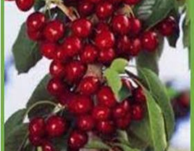 Kirsche-Erdbeere