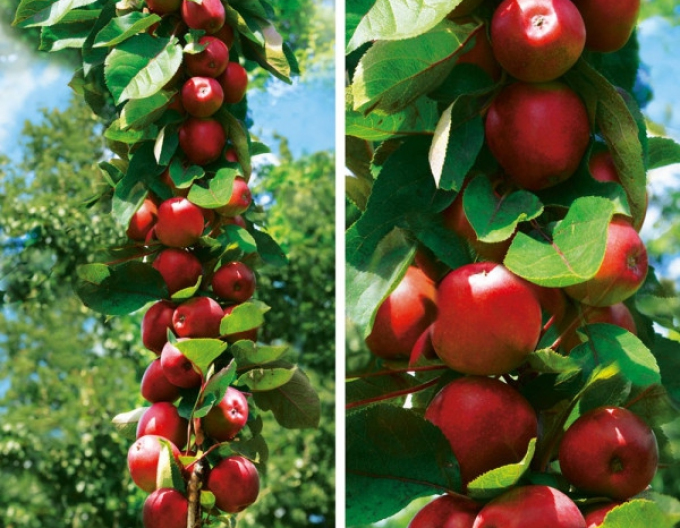 Säulenapfelbaum Redcats