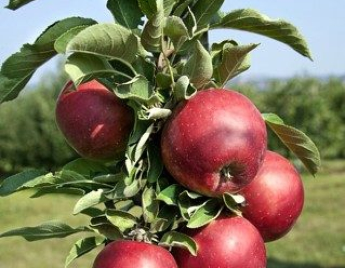 Säulenapfelbaum Redcats