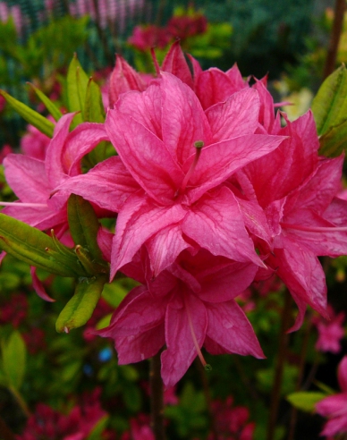 Azalee großblumig Homebush