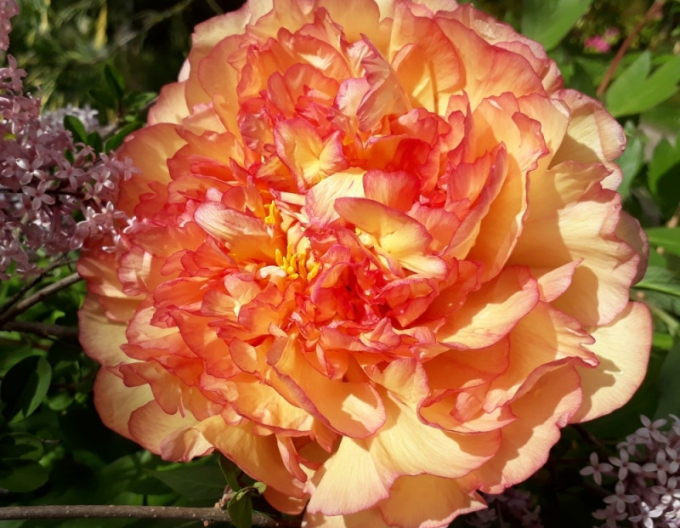 Strauch-Pfingstrose - Orange