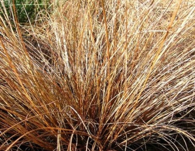 Bronze Perfections Sporn