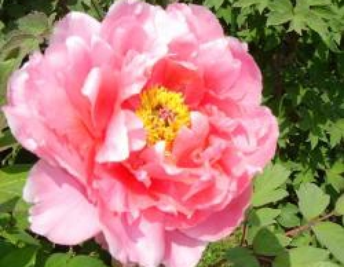 Strauchige Pivonka - Rosa