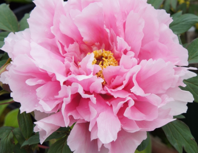 Strauchige Pivonka - Rosa