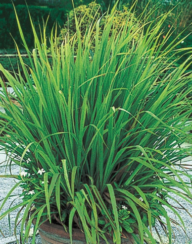 Zitronengras Tasty lemon