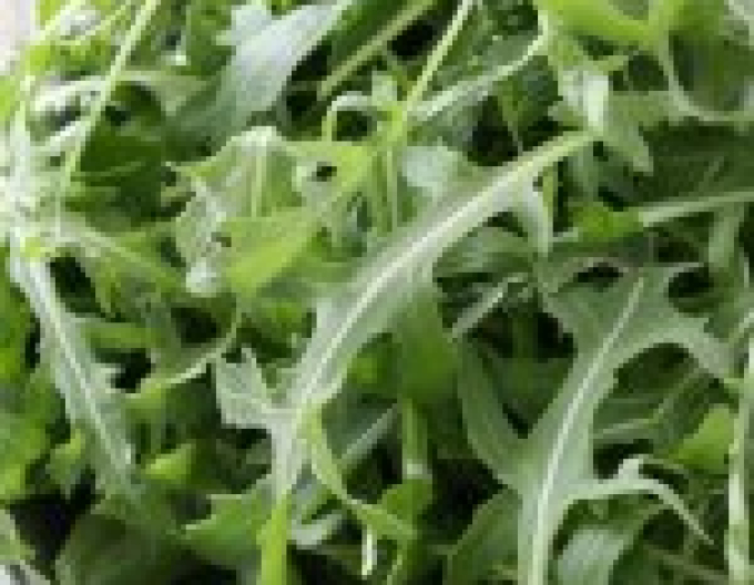 Rucola Grazia