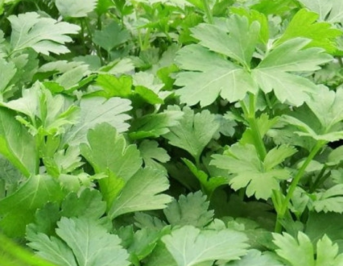 Gartenpetersilie Gigante di Napoli