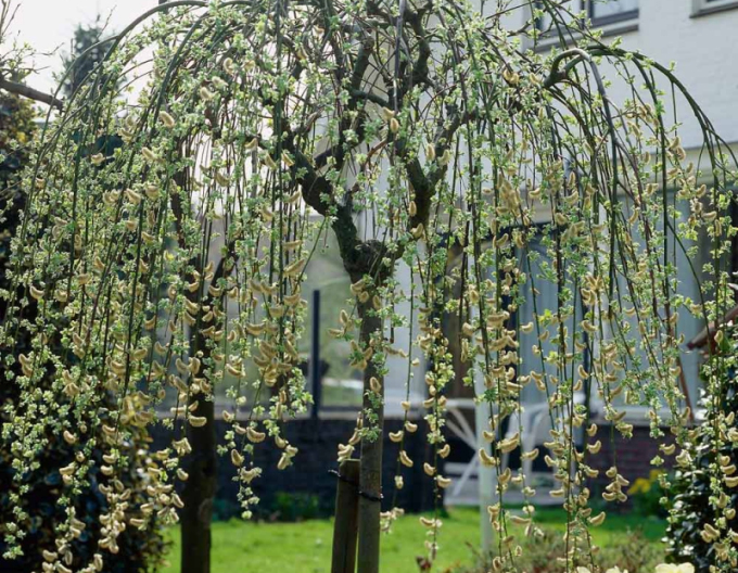 Kopfweide Kilmarnock