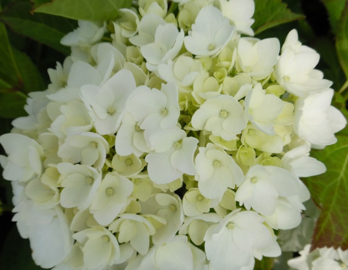 Hortensie großblättrig Soeur Therese