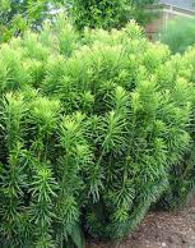 Cephalotaxus harringtonia ’Fastigiata’