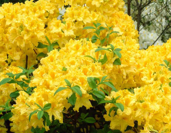 Azalea japonica Goldtopas