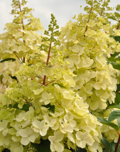Rispenhortensie Candlelight