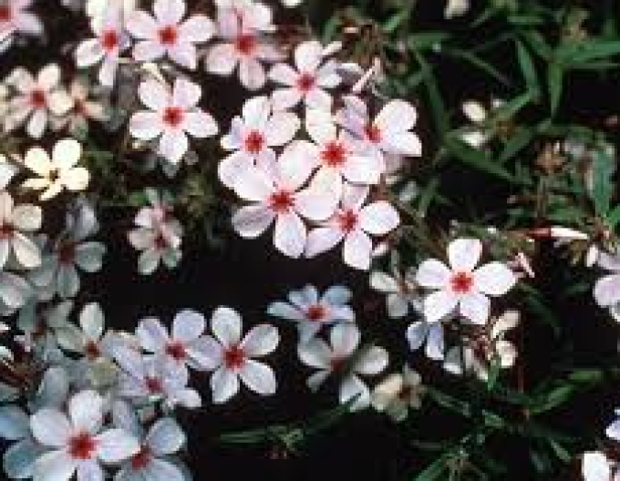 Waldflox Chattahoochee