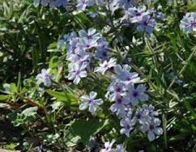 Waldflox Chattahoochee