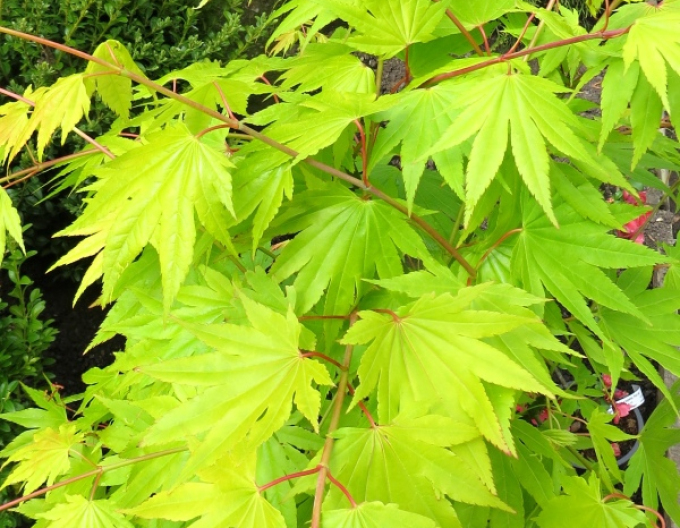 Shirasawan-Ahorn Summergold