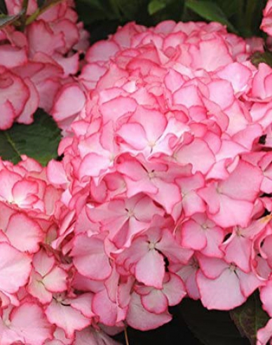 Hortensie calinola Adula