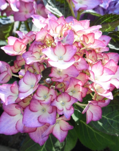 Hortensie calinola Adula