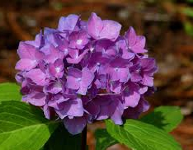 Hortensie calinoides Baladia Lila