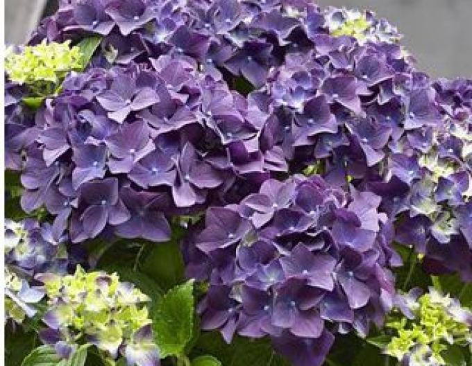 Hortensie calinoides Baladia Lila