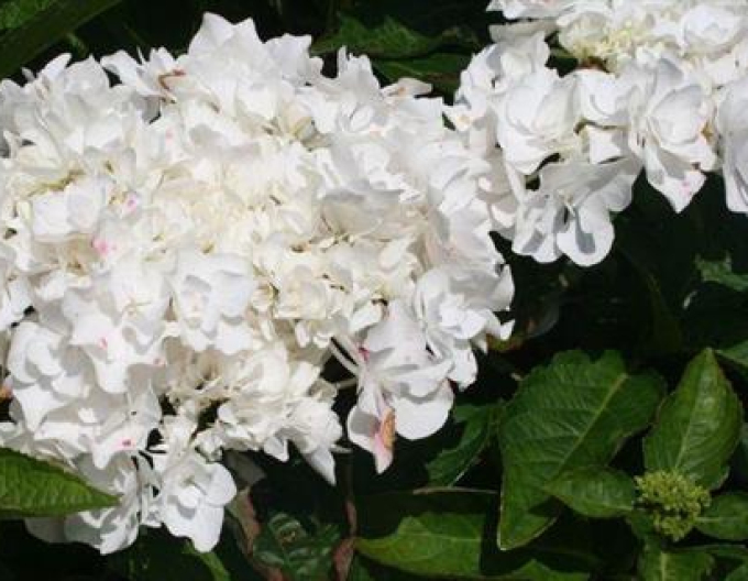 Hortensie calinoides Coco