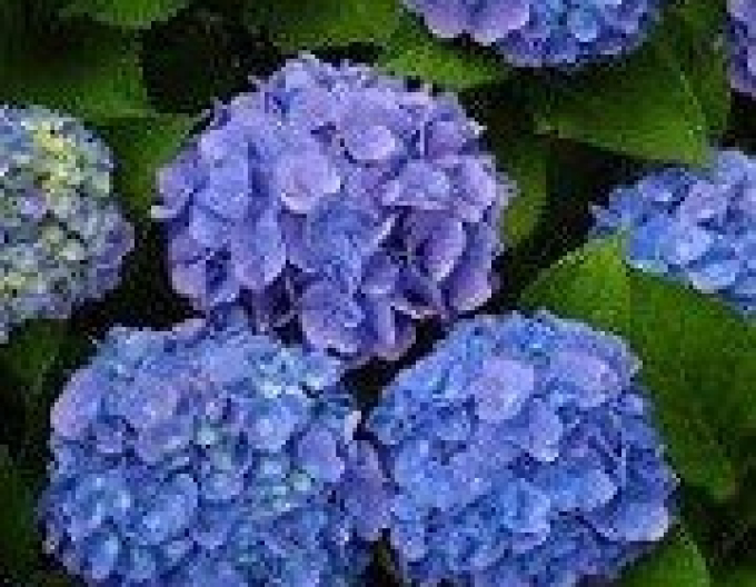 Hortensie calinoides Early Blue