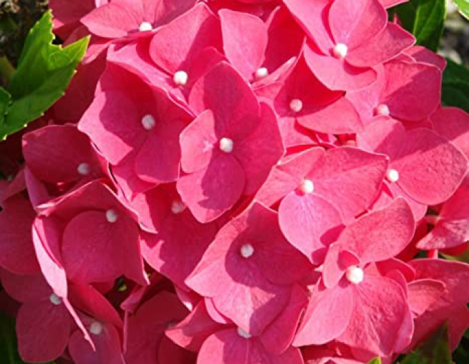 Hortensie calinoides Leuchtfeuer